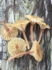 Lichenomphalia umbellifera image