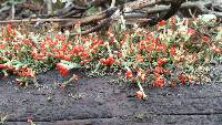 Cladonia cristatella image