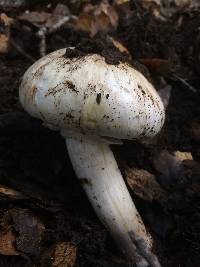 Agaricus xanthodermus image