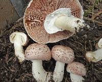 Agaricus cupreobrunneus image