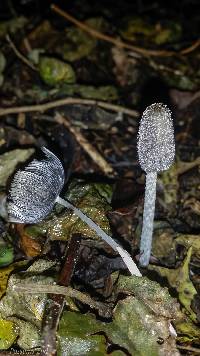 Coprinopsis lagopus image