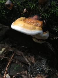 Fomitopsis pinicola image