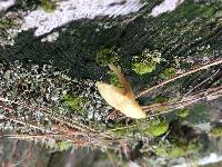 Lichenomphalia umbellifera image