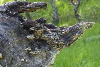 Trametes versicolor image