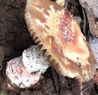 Amanita novinupta image