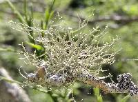 Ramalina americana image