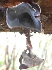 Auricularia cornea image