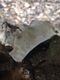 Auricularia cornea image