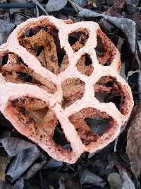 Clathrus ruber image