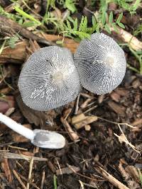 Coprinopsis lagopus image