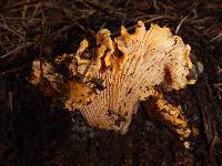 Cantharellus californicus image