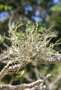 Ramalina americana image