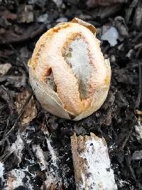 Clathrus ruber image