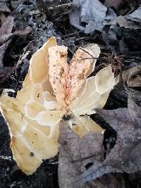 Clathrus ruber image