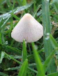 Conocybe apala image