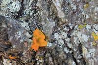 Tremella mesenterica image