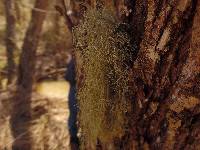 Usnea mutabilis image