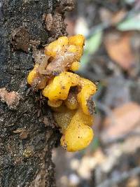 Tremella aurantia image