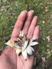 Geastrum saccatum image