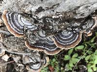 Trametes versicolor image