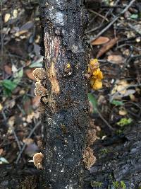 Tremella aurantia image