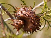 Gymnosporangium juniperi-virginianae image