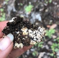 Trametes versicolor image