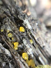 Dacrymyces capitatus image