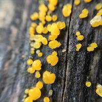 Dacrymyces capitatus image