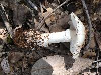 Amanita ocreata image