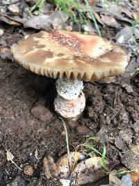 Amanita novinupta image