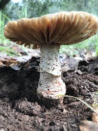 Amanita novinupta image