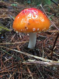 Amanita muscaria image