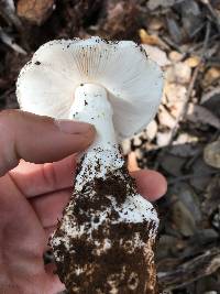 Amanita ocreata image