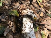 Amanita velosa image