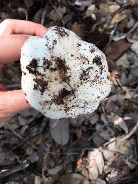 Amanita ocreata image