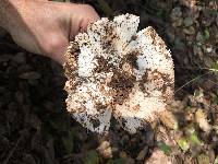 Amanita velosa image