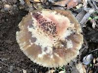 Amanita novinupta image