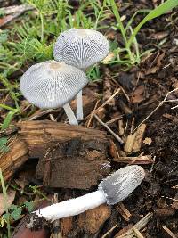 Coprinopsis lagopus image