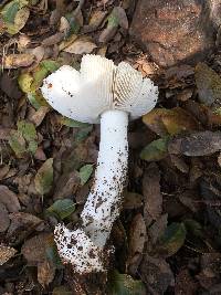 Amanita velosa image