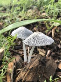 Coprinopsis lagopus image