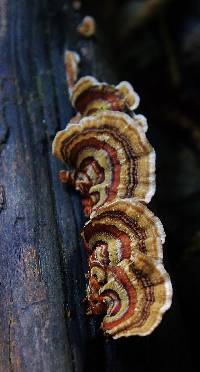 Trametes versicolor image