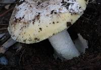 Amanita vernicoccora image