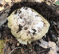 Amanita vernicoccora image