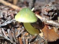 Hygrocybe psittacina var. psittacina image