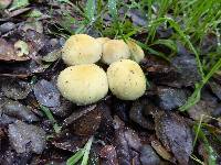 Hypholoma fasciculare image