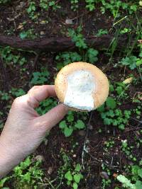 Amanita velosa image