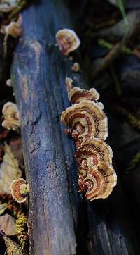 Trametes versicolor image