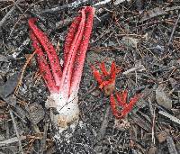 Clathrus archeri image