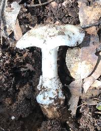 Amanita ocreata image